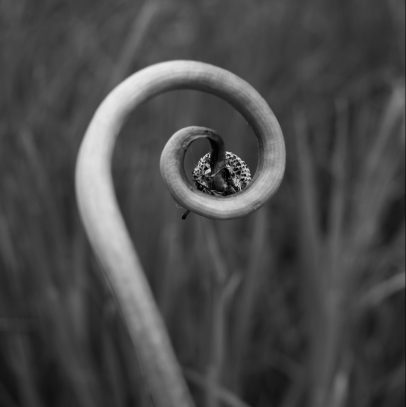black and white photograph of a dandelion stem, it is curled in a spiral due to weed killer.